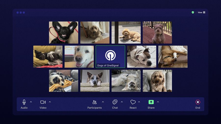 The Dogs of OneSignal: Our Remote-First Office Companions